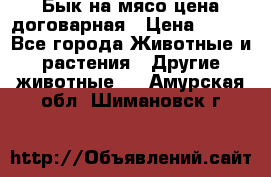 Бык на мясо цена договарная › Цена ­ 300 - Все города Животные и растения » Другие животные   . Амурская обл.,Шимановск г.